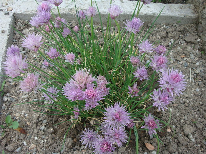 Allium schoenoprasum L. 1753.