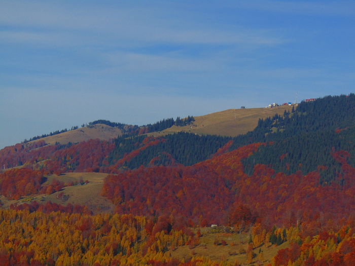 DSC01829 - Toamna 2015