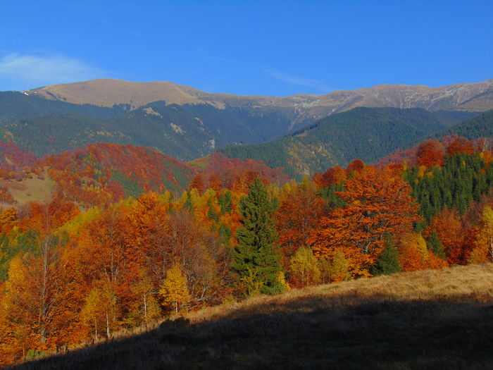DSC01831 - Toamna 2015