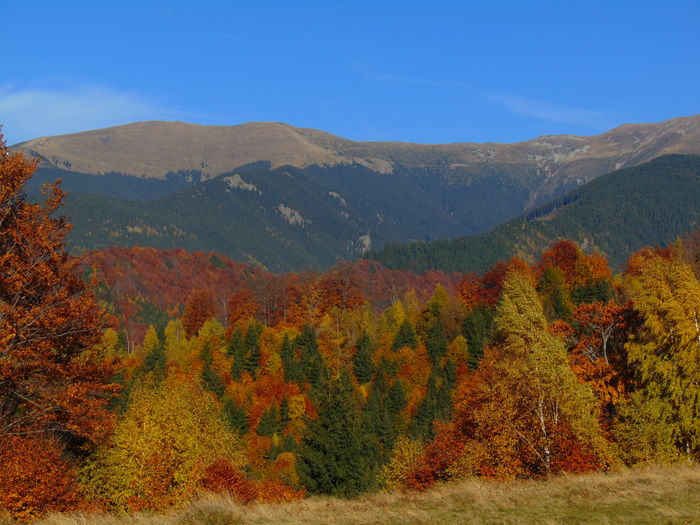 DSC01834 - Toamna 2015