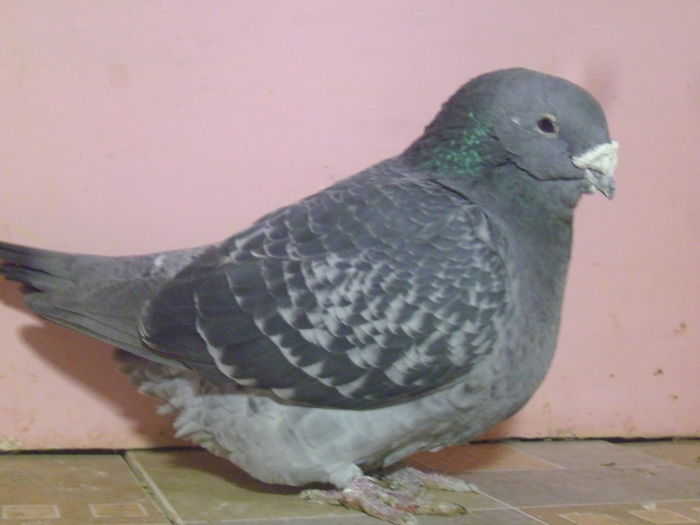 P1010132