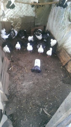 12348707_926651470747884_390640170_n