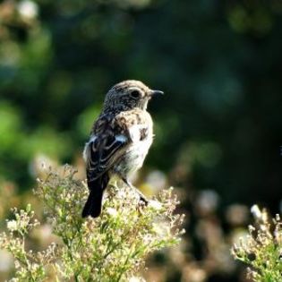 672220_1a464a9d5feed21f24104ba26645d7e2_mdsq - BIRDS