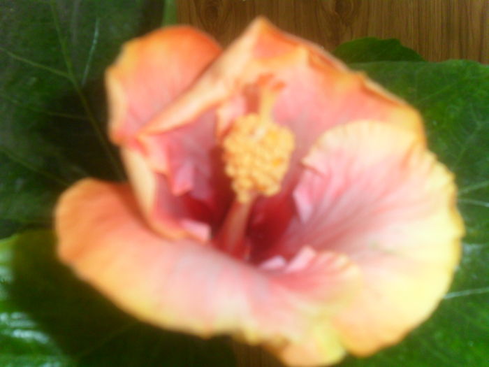 005 - hibiscusi 2015 -8