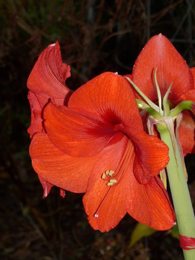 P1760171 - Amaryllis