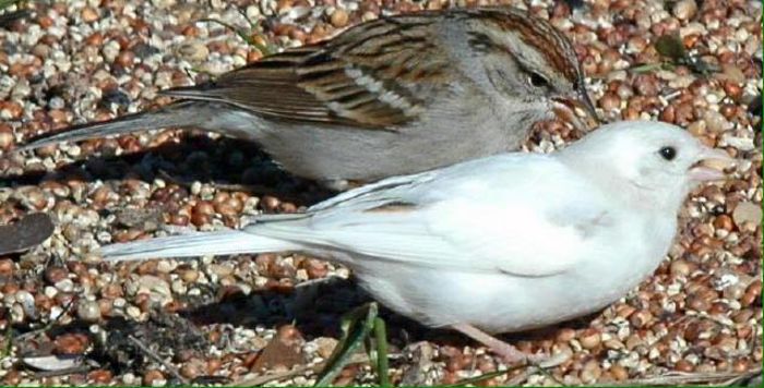 Vrabie alba