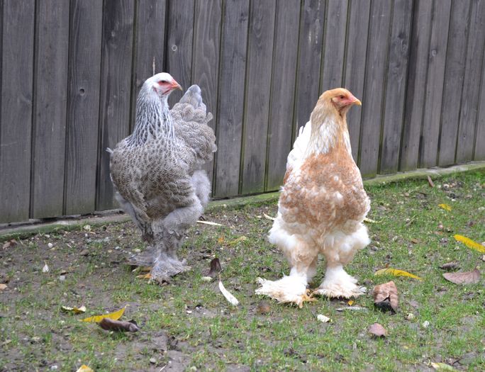 br - B__Brahma Silver orange