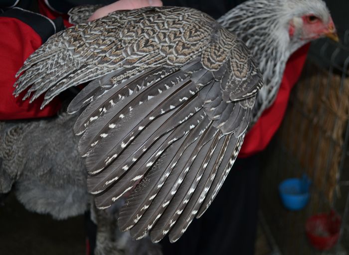 silv - B__Brahma Silver orange