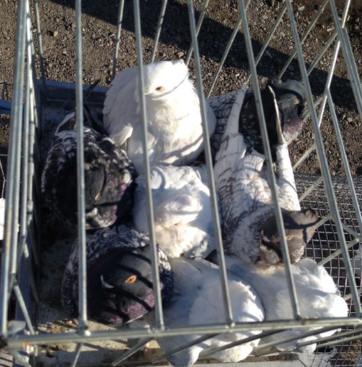 porumbei mei de vanzare