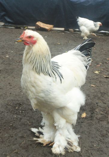 SAM_5491 (2) - Brahma herminat deschis