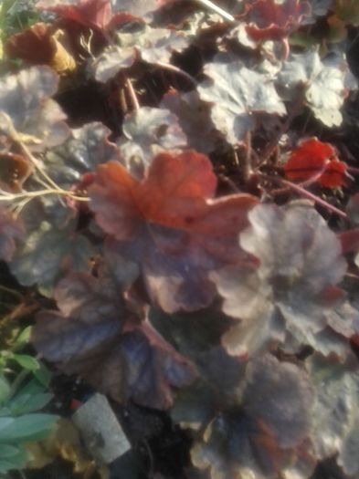 20151205_141140[1] - HEUCHERA primavara 2017