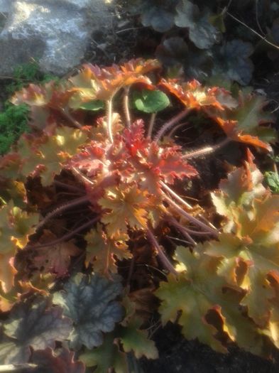 20151205_141146[1] - HEUCHERA primavara 2017