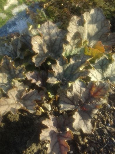 20151205_141159[1] - HEUCHERA primavara 2017