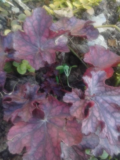 BLACKBERRY YOU rezervat - HEUCHERA primavara 2017