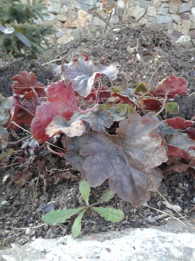 20151205_150449[1] - HEUCHERA primavara 2017