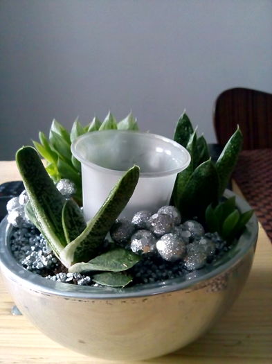 IMG_20151205_161510 - haworthia