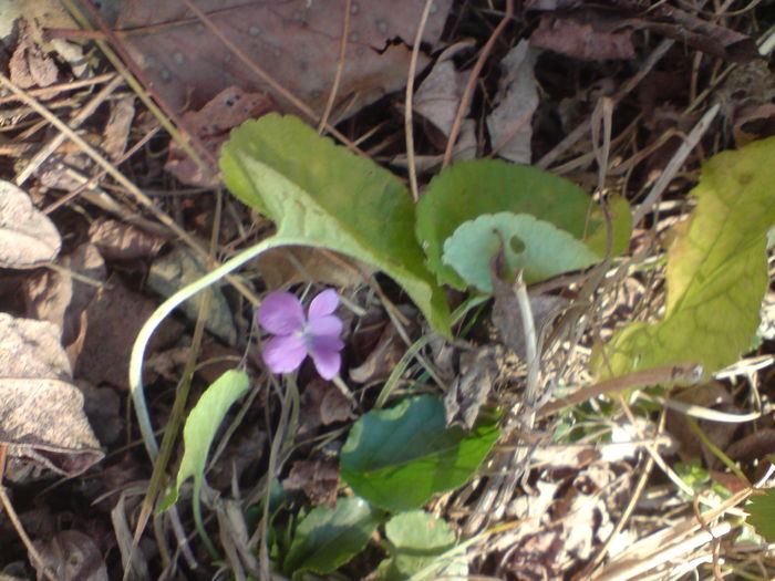 DSC01355 - Culorile toamnei