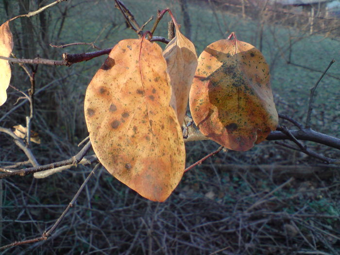 DSC01428 - Culorile toamnei