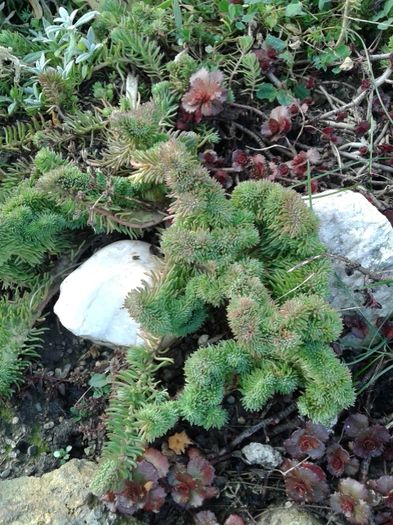 Sedum Reflexum Cristatum