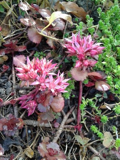 Sedum Spurium Fuldaglut - SEDUM de vanzare primavara 2016 pret 5 lei