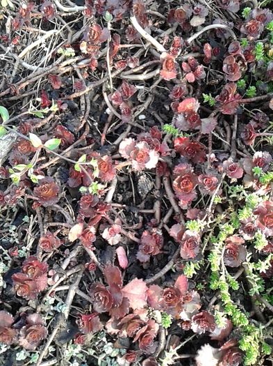 Sedum Spurium Fuldaglut - SEDUM de vanzare primavara 2016 pret 5 lei