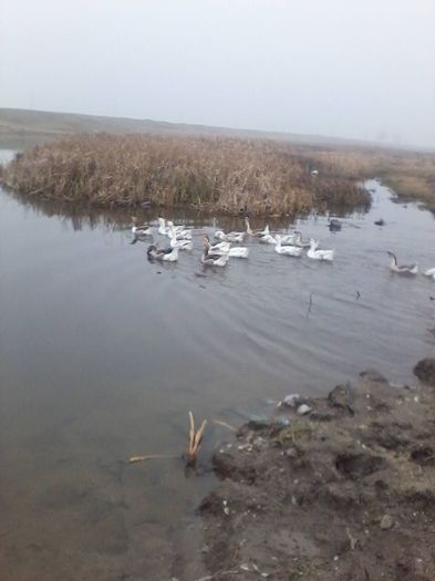 12342669_984690518255279_5815243153150080881_n