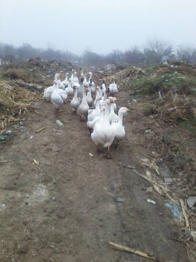 12346473_984690161588648_4195360583878084415_n