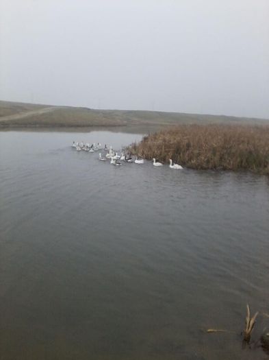 12347732_984690661588598_146838687207451893_n