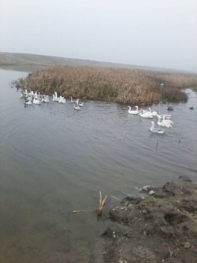 12347801_984690588255272_6046939047339283659_n