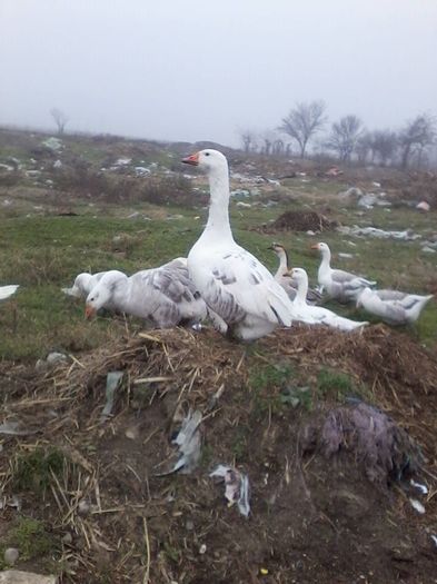 12347869_984689818255349_4515947822221073931_n