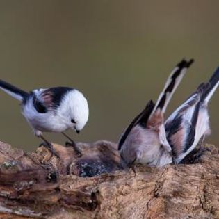 672355_ee1a839f46490c31c52c1f76c576b3e7_mdsq - BIRDS