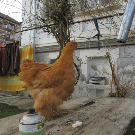 IMG_0545; Puica mica
