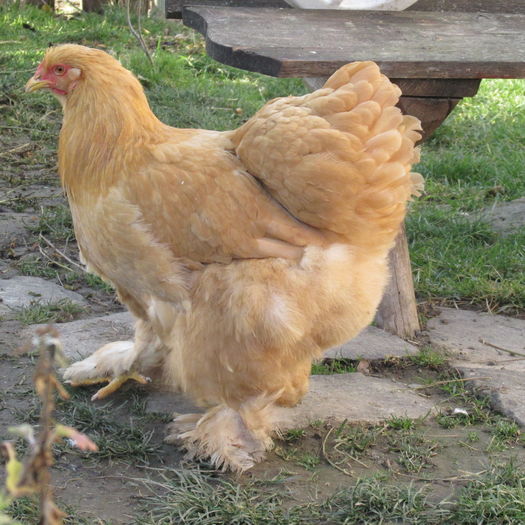 IMG_0538; Puica mare
