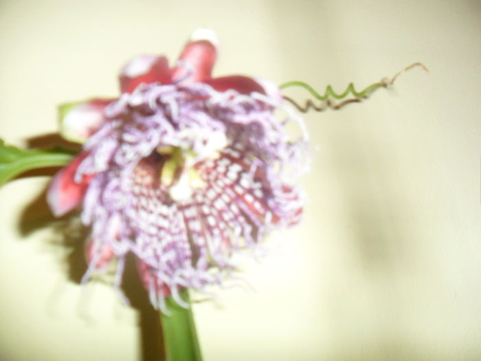 048 - pasiflore -soiuri ----2012