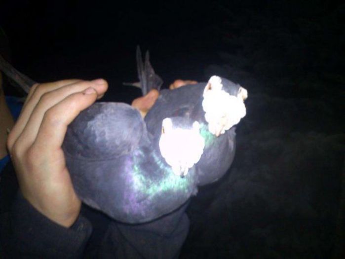 319835337_1_644x461_sprzedam-parke-golebi-dragony-sierpc