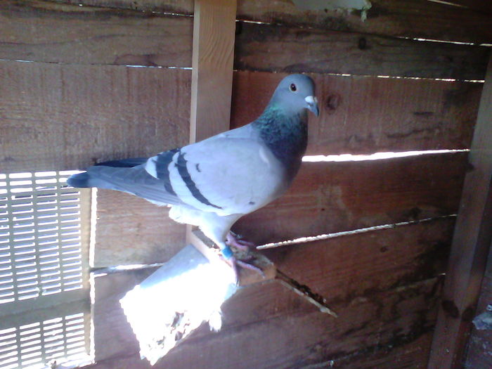 IMG_20151205_113840; 051929 f valoare & SOFICA
