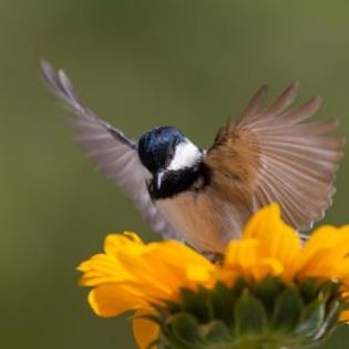 672567_d0f3321a166315141e2f8523b1e92fa7_mdsq - BIRDS