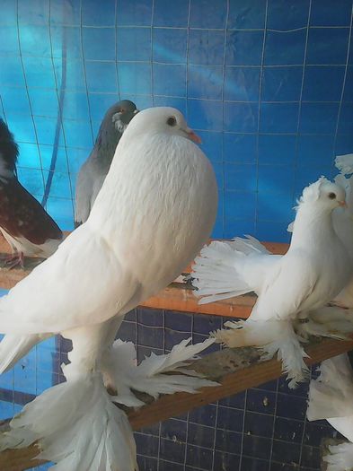 Photo0846 - gusati pomerania