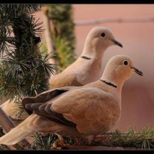 672712_a0bfa1ac15f0d18ce288b88456251f07_mdsq - BIRDS