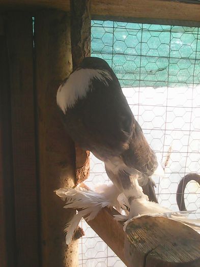 Photo0847 - gusati pomerania