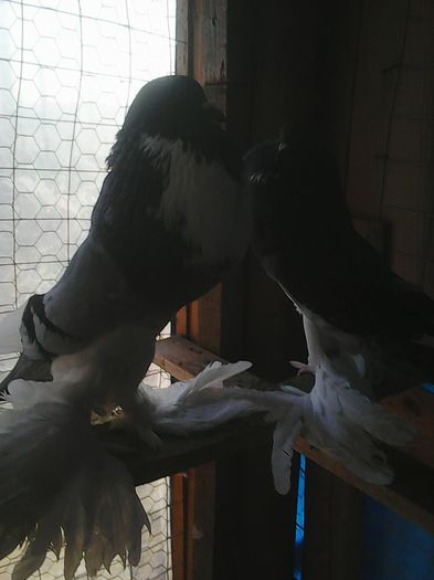 Photo0848 - gusati pomerania