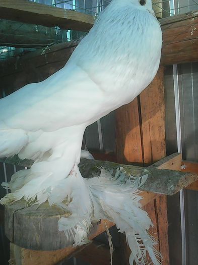 Photo0851 - gusati pomerania