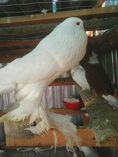 Photo0853 - gusati pomerania