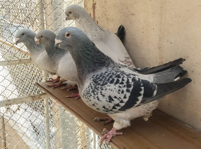 849 GUTA DE PUS  in RAMA - 2018 - 08 - Ianuarie