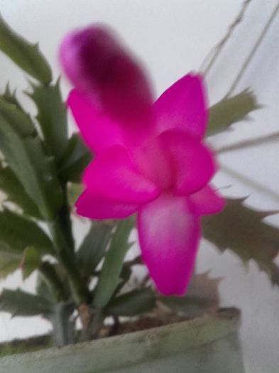 20151205_081723 - Schlumbergera