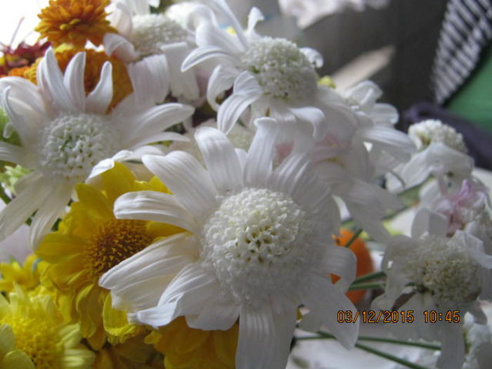 IMG_9895 - Crizanteme si tufanele