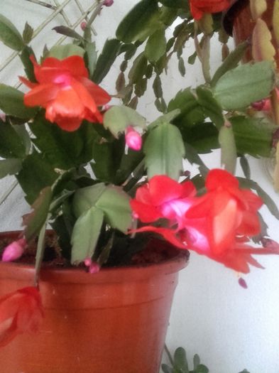 20151205_081659 - Schlumbergera