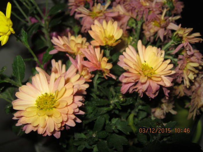 IMG_9901 - Crizanteme si tufanele