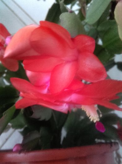 20151205_081735 - Schlumbergera