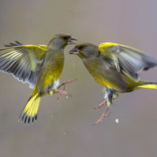 672785_d61510004b50ccb2cbeb959eadb47663_mdsq - BIRDS